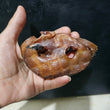 英國豬鼻子 UK Pig Snouts